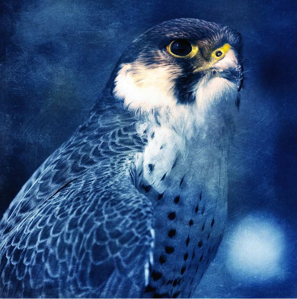 Falcon